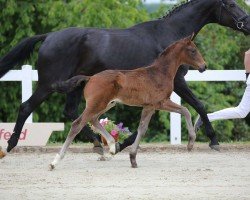 dressage horse Vermont GE (German Sport Horse, 2022, from Vitalis)