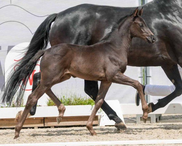 foal by Shakira (Westphalian, 2024, from Sportsfreund 14)