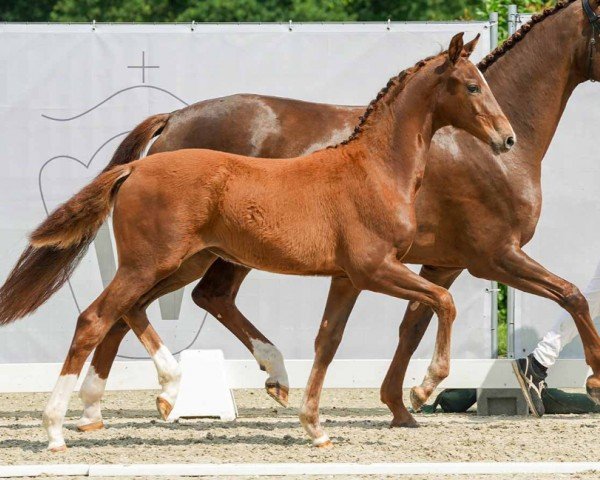 Fohlen von Fehlerfrei (Westfale, 2024, von Feliciano)