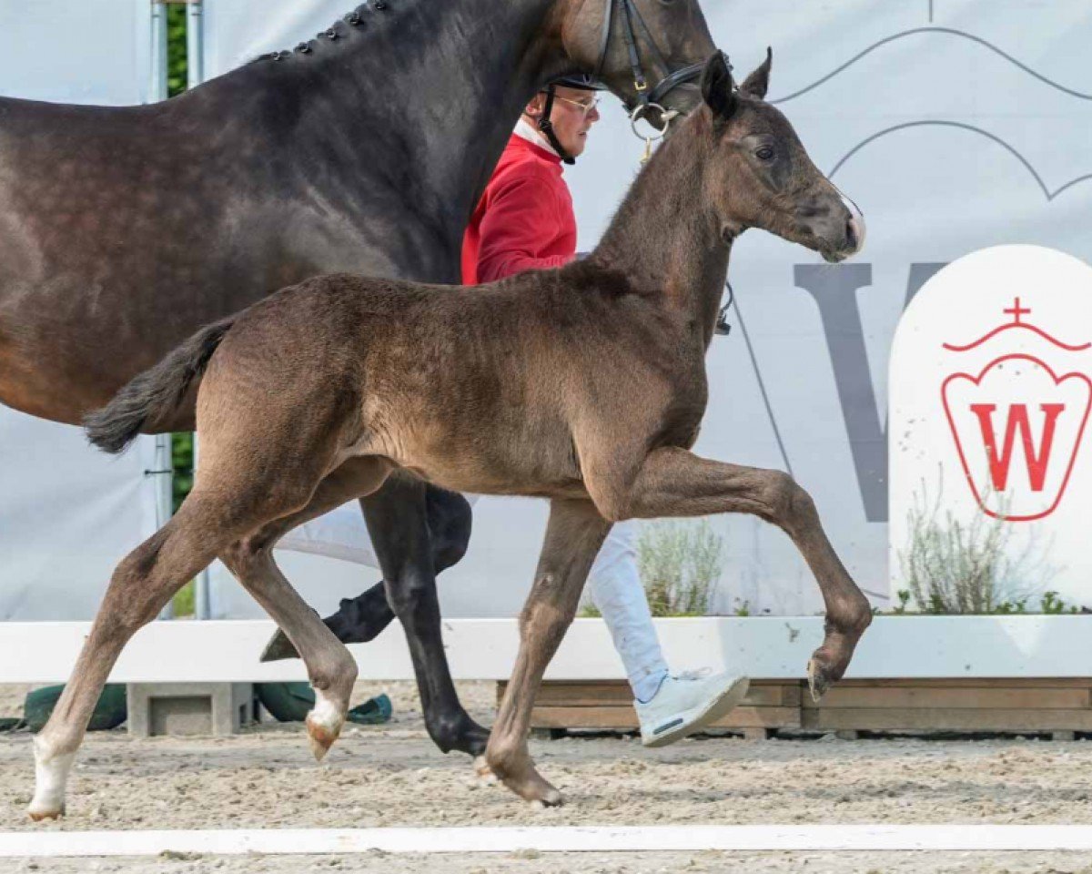 dressage horse Denver (Westphalian, 2024, from Diamantenglanz)