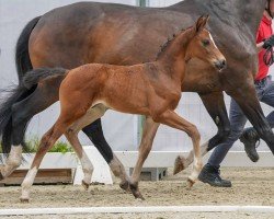 foal by Emil (Westphalian, 2024, from Eleven HW)