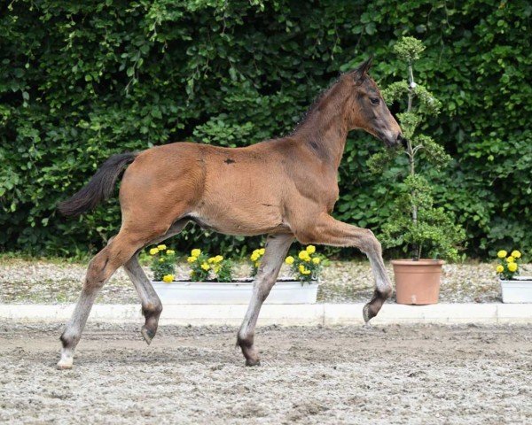 dressage horse Rembrandt (German Sport Horse, 2022, from Rheinglanz)