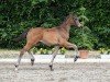 dressage horse Kiano (Trakehner, 2022, from Rheinglanz)