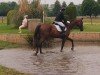 dressage horse Enrico (Westphalian, 2009, from Ehrenstolz)