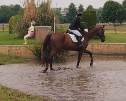 dressage horse Enrico (Westphalian, 2009, from Ehrenstolz)