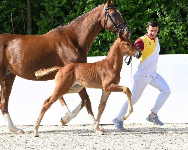 Dressurpferd My Girl (Deutsches Sportpferd, 2022, von Blue Hors Monte Carlo Tc)