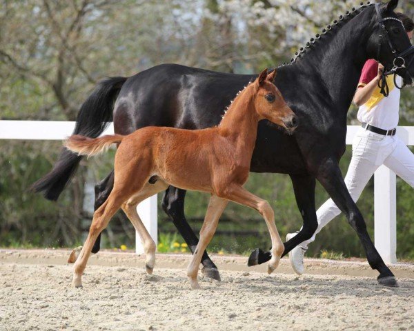 Dressurpferd Very Good (Deutsches Sportpferd, 2022, von Vivanero)