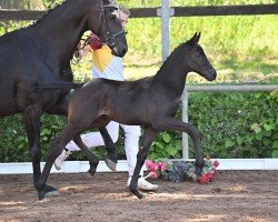 dressage horse Fair Damon (German Sport Horse, 2022, from Fair Deal)