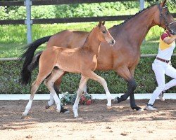 dressage horse Dynamic Ben (German Sport Horse, 2022, from Dynamic Dream)