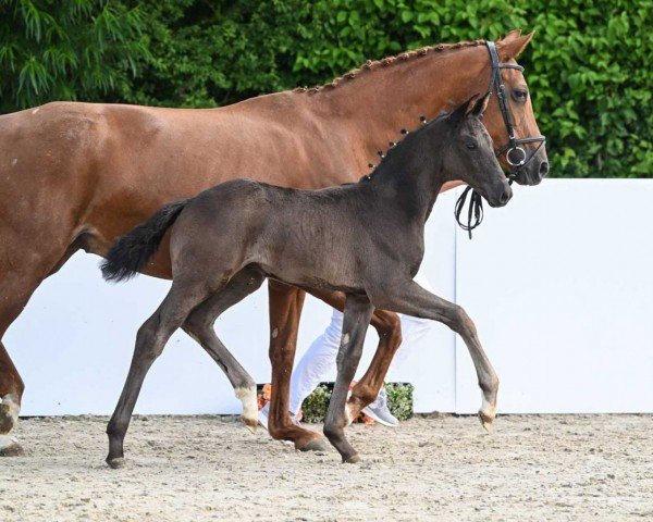 dressage horse Don Ferdi (German Sport Horse, 2022, from Destano)