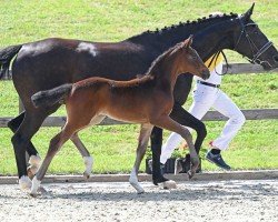 dressage horse Smart Future (German Sport Horse, 2022, from Best Future)