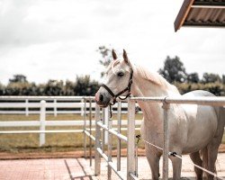 Springpferd Hugerlandshofs Mr. Winterbottom (Westfale, 2010, von Mr.Hale Bob)