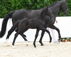 Dressurpferd Tanzmeister (Deutsches Sportpferd, 2022, von Taurus)