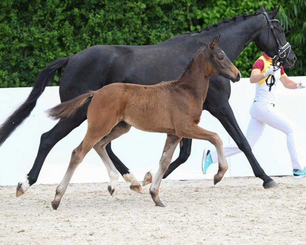 Dressurpferd Escurt (Deutsches Sportpferd, 2022, von Escolar)