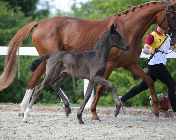 Dressurpferd First Paradies (Deutsches Sportpferd, 2022, von For Diamond)