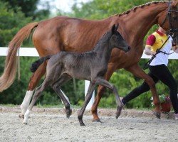 dressage horse First Paradies (German Sport Horse, 2022, from For Diamond)