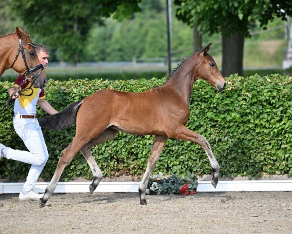 Dressurpferd Vettriano (Deutsches Sportpferd, 2022, von Vivanero)