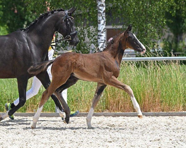 dressage horse Bloomingdale (German Sport Horse, 2022, from FS Bloomberg)