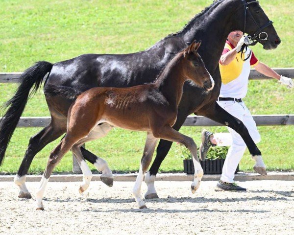 dressage horse Valero (German Sport Horse, 2022, from Valdiviani)