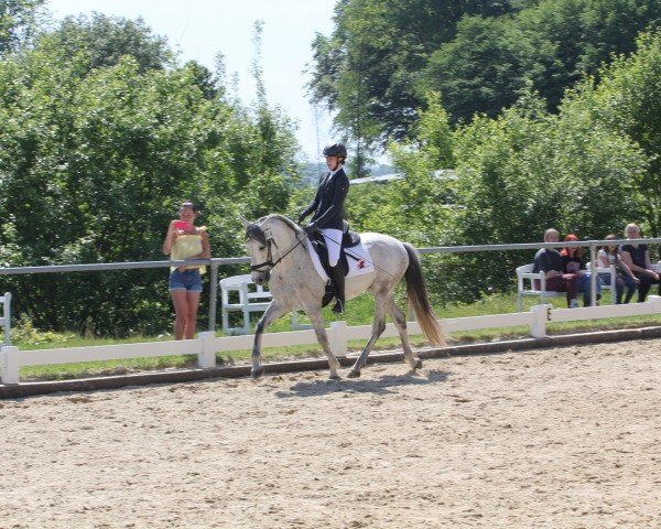 dressage horse Caramelo (Cruzado, 2014)