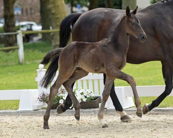 Dressurpferd Der Tänzer (Deutsches Sportpferd, 2022, von Danciero 7)