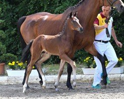 dressage horse Visconti (German Sport Horse, 2022, from Vivaldon)