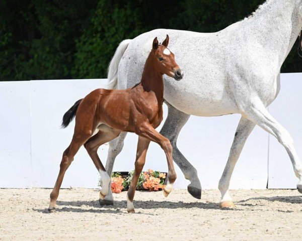 dressage horse Top Lady (German Sport Horse, 2022, from Birkhof's Topas FBW)