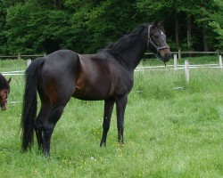 dressage horse Karat S (German Sport Horse, 2016)