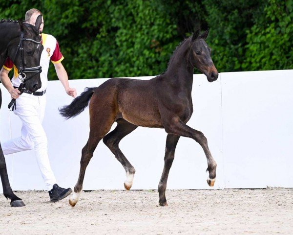 dressage horse Tumala (German Sport Horse, 2022, from Total Diamond PS)