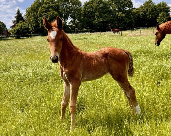 foal by Easy Peasy (Hanoverian, 2024, from Escanto PS OLD)