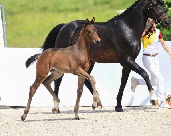 Dressurpferd Diva Forever (Deutsches Sportpferd, 2022, von Dynamic Dream)