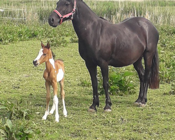 broodmare Sweety (Holländisches riding ponies, 2001)