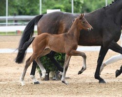 Dressurpferd Valentino (Deutsches Sportpferd, 2022, von Vivaldos)