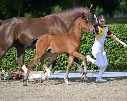 Dressurpferd Dancing Queen (Deutsches Sportpferd, 2022, von Damsey FRH)