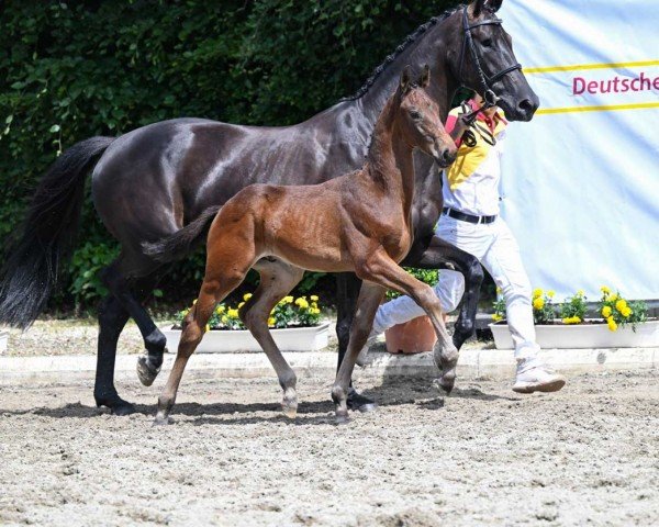Dressurpferd Venturini (Deutsches Sportpferd, 2022, von Valverde NRW)