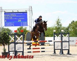 jumper Alegra 126 (German Sport Horse, 2017, from VDL Iowa)