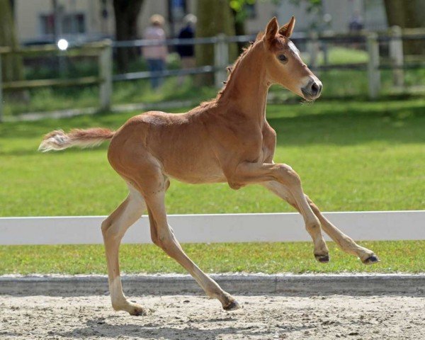 dressage horse Selervan Bo (German Sport Horse, 2022, from Selectric)