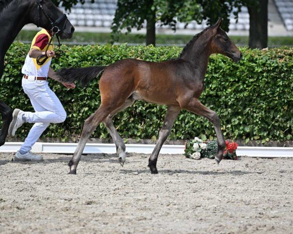dressage horse Qamar B (German Sport Horse, 2022, from Quaterback)