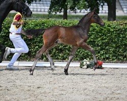 dressage horse Qamar B (German Sport Horse, 2022, from Quaterback)