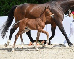 dressage horse Funtime (German Sport Horse, 2022, from Fynch Hatton)