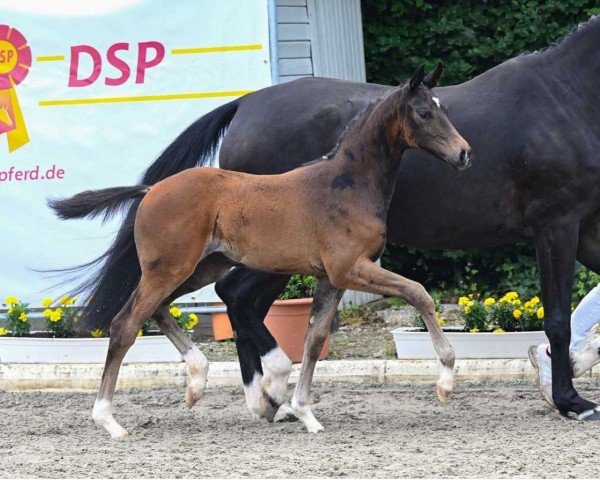 Dressurpferd Die Frieda (Deutsches Sportpferd, 2022, von Dimaggio Black)