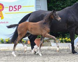 dressage horse Die Frieda (German Sport Horse, 2022, from Dimaggio Black)