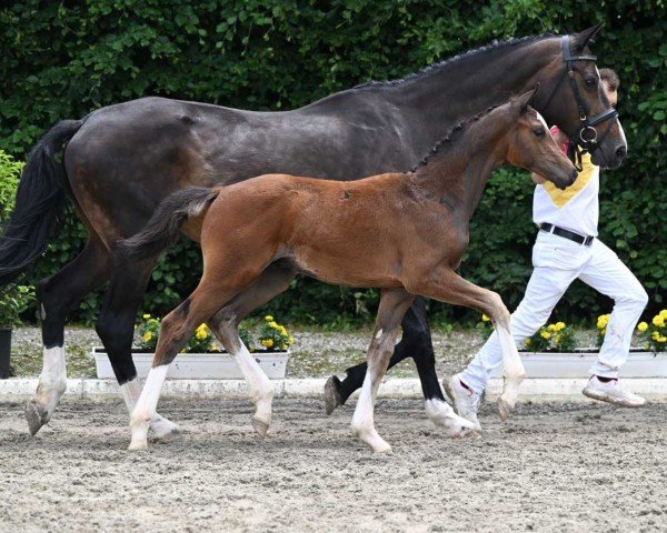 dressage horse Fürst von Illmensee (German Sport Horse, 2022, from For Romance I)