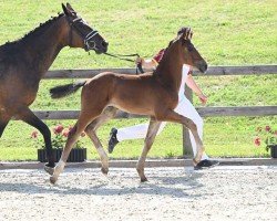 dressage horse Jackson (German Sport Horse, 2022, from Jameson RS2)