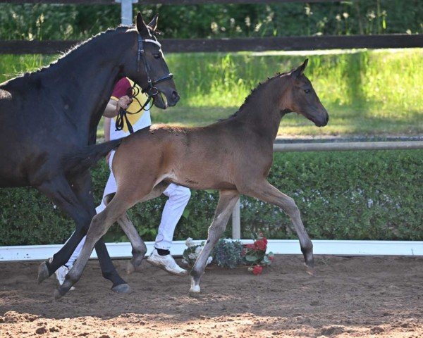 dressage horse Total Night (German Sport Horse, 2022, from Total Diamond PS)