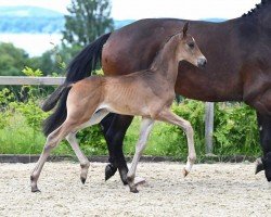 Dressurpferd Total Movement (Deutsches Sportpferd, 2022, von Total McLaren)