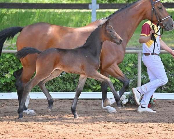 dressage horse Take Me (German Sport Horse, 2022, from Total Diamond PS)