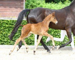 dressage horse Mon Amie (German Sport Horse, 2022, from Blue Hors Monte Carlo Tc)