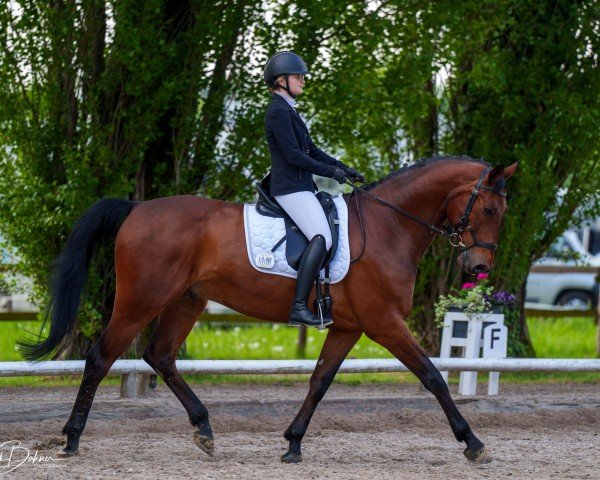 dressage horse Coming Soon 8 (Hanoverian, 2013, from Chaccos' Son)