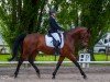 dressage horse Coming Soon 8 (Hanoverian, 2013, from Chaccos' Son)